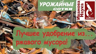 Не упустите шанс получить большой урожай! Лучшее удобрение для томатов и огурцов из... ржавчины!