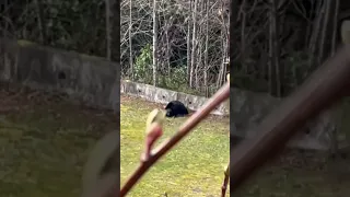 Vancouver Island Big Black Bear #shorts #nature