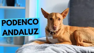 Podenco Andaluz - Andalusian Hound - TOP 10 Interesting Facts