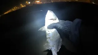 Nueva jornada de pesca nocturna surfcasting, sacando roncacho o canque. La Serena Chile