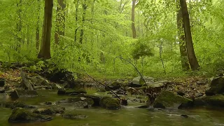 Relaxing Nature Sounds Forest Sounds River Sound Birds Sound Water Sound , Sounds for Stress Relief