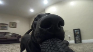 This Is What Happen When Your Dog Steal Your GoPro