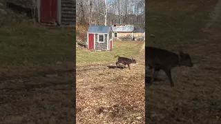 Jersey and Angus Calves at Play