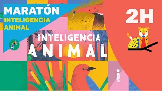 #DíaDelAnimal - ¡Maratón Inteligencia Animal! - 2 horas 🐶🐱🙊🐴🐷🦒🐰