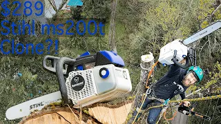 Cutting Down a HUGE 170ft Tree with a $289 Stihl ms200t Knockoff! Holtzforma G111 Review!