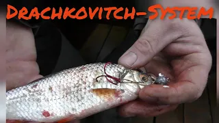 Drachkovitch System -mit totem Köderfisch auf Zander & Hecht - unterwegs mit David- pronature-mv. de
