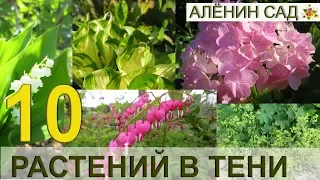 10 лучших многолетников для тени в саду