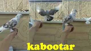 captured pigeon in Uzbekistan. қулга ургатилган кабутар Узбекистон да бойка #голуби #кабутар