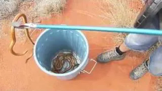 Snakes invade Alice Springs