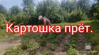 Картошка прёт, не успеваю окучивать.#дача #теплица #огород