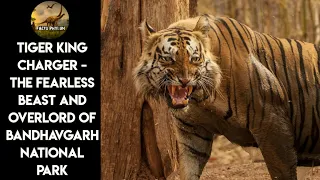 Untold Story of Tiger Charger - The Ancestor of All Tiger in  Bandhavgarh National Park In Hindi।