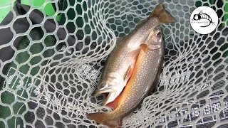 Brook Trout on Chironomids -- MIDGE TIP Line