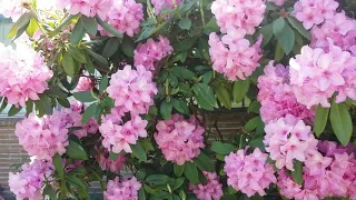 Цветет Рододендрон у соседа