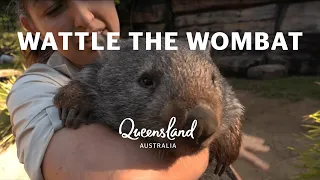 Meet Wattle the wombat at Australia Zoo