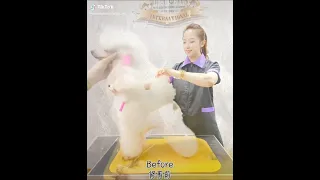 Poodle Lamb Clip Grooming demo