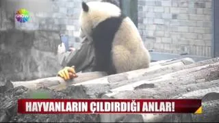 Hayvanların çıldırdığı anlar!