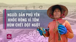 Gần trăm tấn tôm hùm, cá chết trắng, dân "khóc đứng, khóc ngồi", gom bán với giá bèo bọt | VTC Now