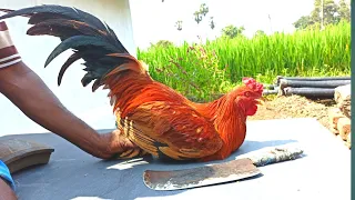 Country Chicken Gravy(Naattu Kozhi🐓 Varuval) Cutting & Cooking in My Village / CT 360*🔪