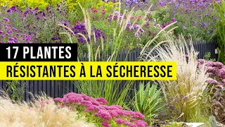 17 Plantes pour le PLEIN SOLEIL : Résistantes à la Sècheresse !