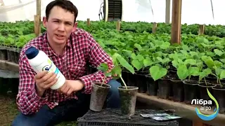 Ефективний стимулятор розвитку кореневої системи «SmartGrow ROOTMOST-C60»!