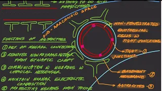 Blood Brain Barrier