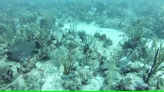 Big Green Moray Eel devouring a huge Lion Fish