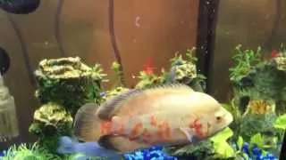 Oscar fish eats live goldfish