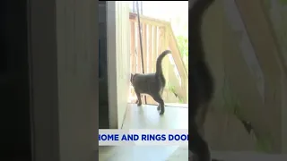 Lost Cat Rings Doorbell!  Lilly Returns