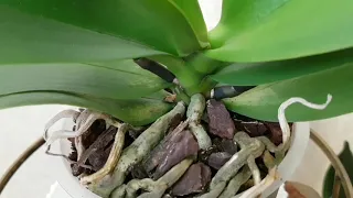 супер ОРХИДЕЯ из КАСТОРАМА orchid castorama orchids орхидеи P. Yen Shuai Sweet girl 'shiny girl'