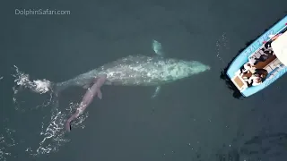 Whale watching group sees a mother whale give birth