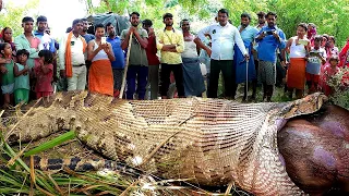 What Did The Workers Find Inside The Giant Anaconda?!