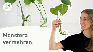 Monstera vermehren: Selbst Ableger trennen (Anleitung)