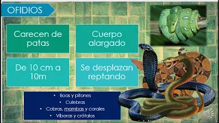 LOS REPTILES