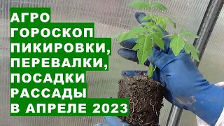 Агрогороскоп пикировки, перевалки, пересадки, посадки рассады в апреле 2023 года