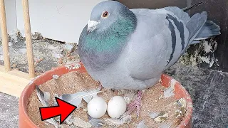 How Long Do Pigeon Eggs Take To Hatch?