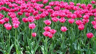 Тюльпаны: выращивание, уход, размножение