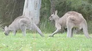 Australian Wildlife: Courting Kangaroos