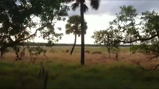 the "Myakka Skunk Ape Crosses Field" video