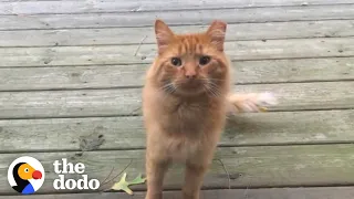 Guy Tries To Befriend A Stray Cat For Over A Year | The Dodo