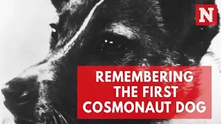 Remembering Laika, the world's first living creature in space