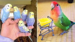 Baby Animals 🔴 Funny Parrots and Cute Birds Compilation (2021) Loros Adorables Recopilación #15