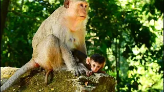 That's Good Mother Monkey Take Care Baby One