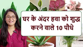 🔴AIR PURIFYING INDOOR OXYGEN BEDROOM PLANTS हवा शुद्ध करने वाले पौधे #airpurifyingplants #plants