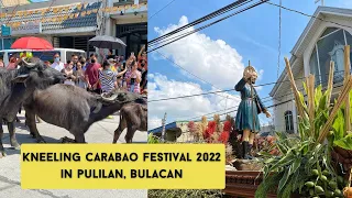 Kneeling Carabao Festival 2022 in Pulilan, Bulacan