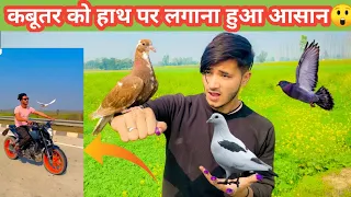 Kabutar ko hath pr Kese Lgaye 🕊️🤔 || How To Catch Pigeon On Hand 🕊️