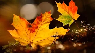 Листья падают вверх  -  The leaves are falling up