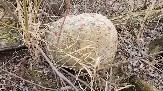 More Puddingstones