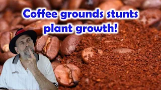 Did you Know Coffee Grounds Stunts Plant Growth?