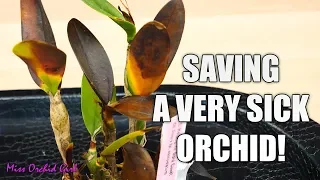 Saving a rotting Orchid - Cattleya with transport damage