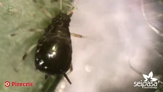 Efecto de choque de Pirecris en el control de pulgón (Aphis gossypii)